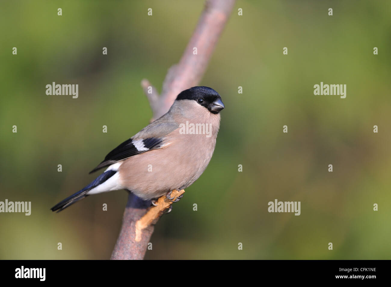 Canard colvert - Nord - Bouvreuil Pyrrhula pyrrhula Bouvreuil (commune) de sexe féminin, perché sur une branche Banque D'Images