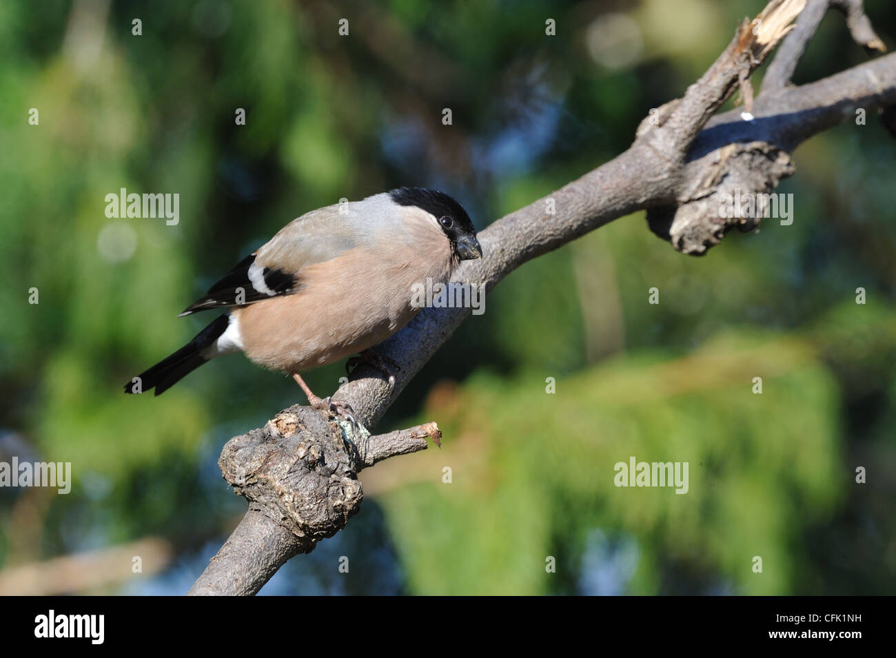 Canard colvert - Nord - Bouvreuil Pyrrhula pyrrhula Bouvreuil (commune) de sexe féminin, perché sur une branche Banque D'Images