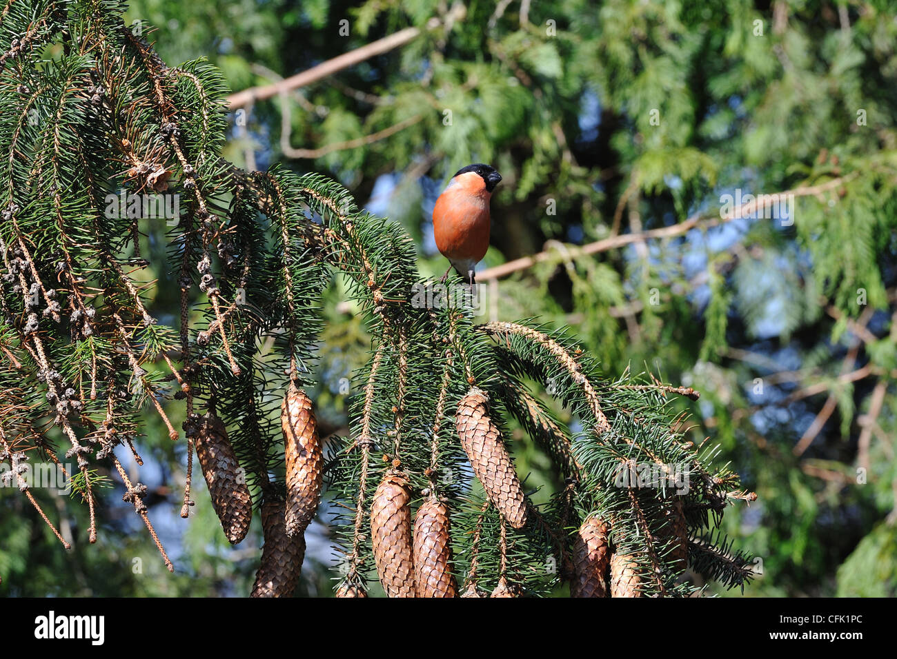 Canard colvert - Nord - Bouvreuil Pyrrhula pyrrhula Bouvreuil (commune) d'hommes perchés dans un pin Banque D'Images