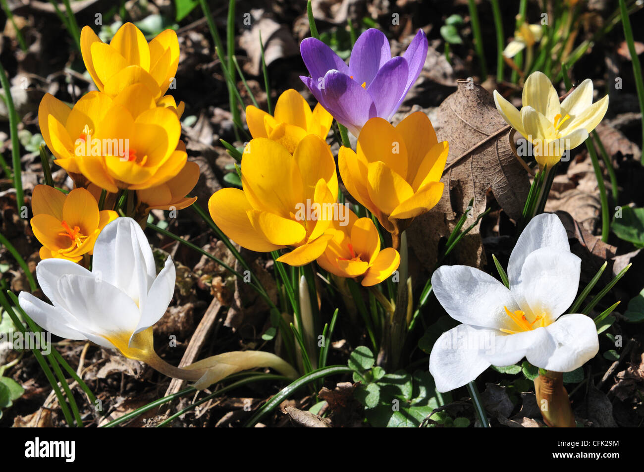 Crocus à fleurs de diverses couleurs au printemps pré. Banque D'Images