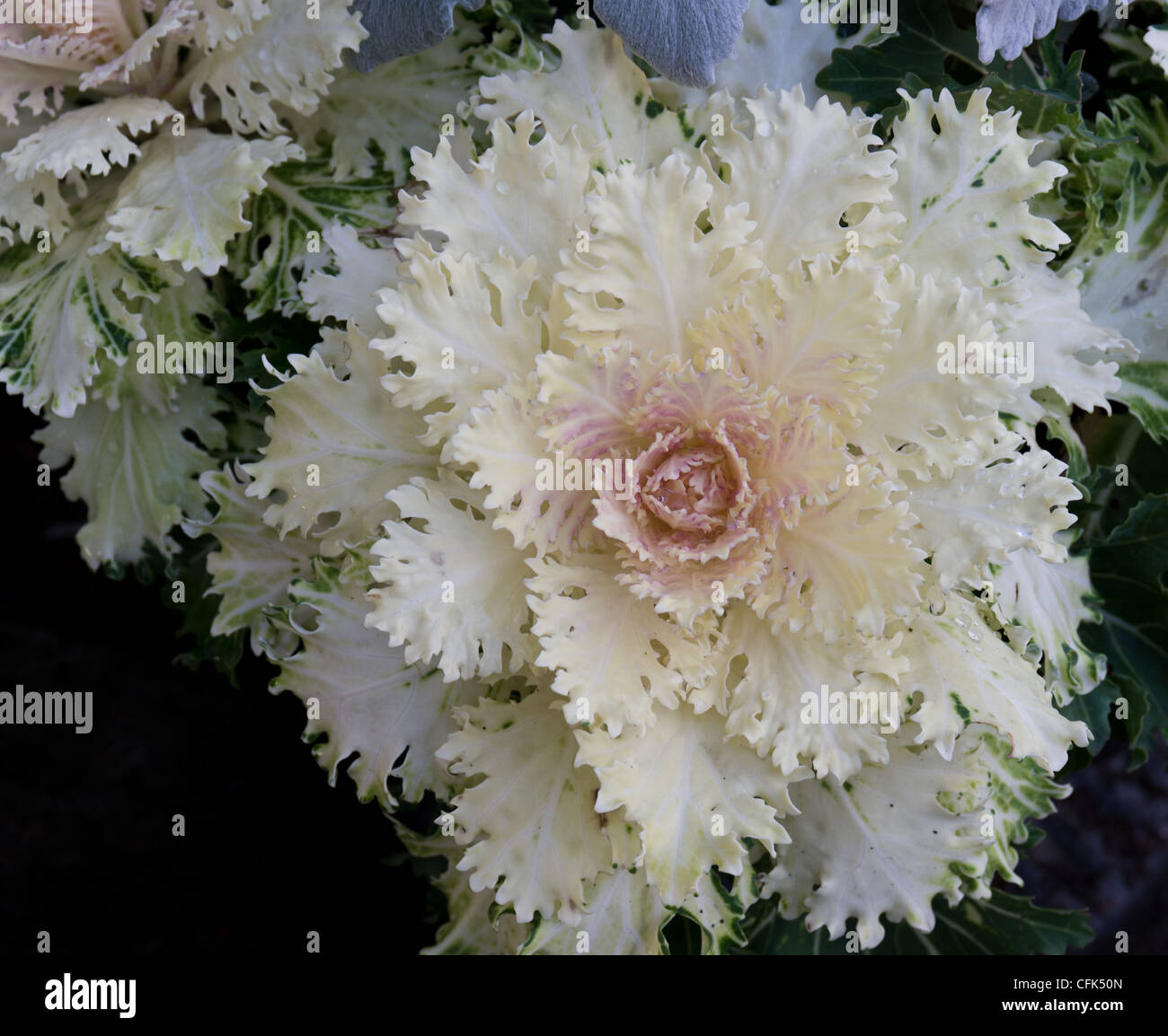 Une floraison de plantes ornementales blanc kale Banque D'Images