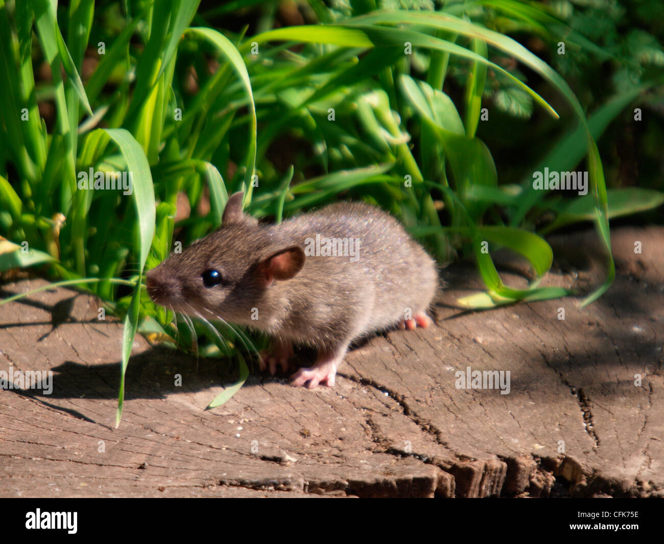 Baby Wild Rat surmulot, Rattus norvegicus manger miettes laissés pour les oiseaux, UK Banque D'Images