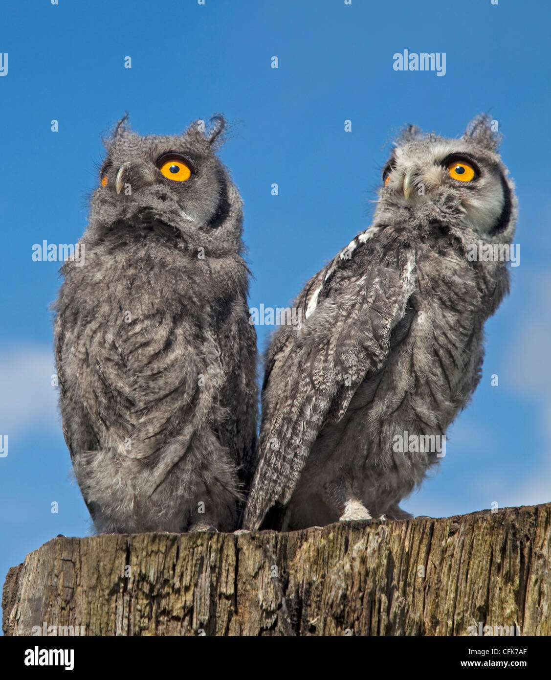 Deux Scops Owl face blanche (ptilopsis leucotis poussins) Banque D'Images