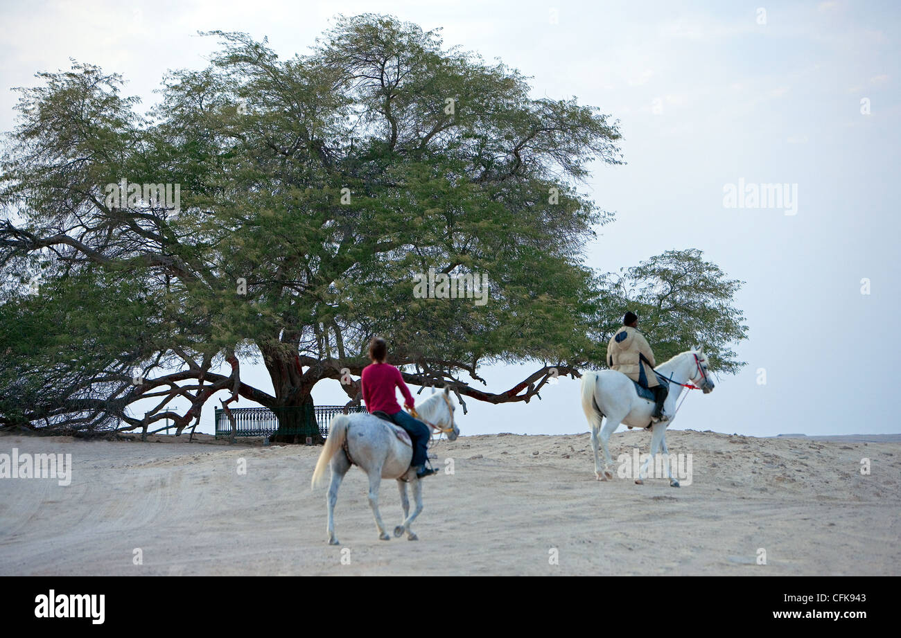 Bahreïn, zone centrale désertique, l'arbre de la vie Banque D'Images