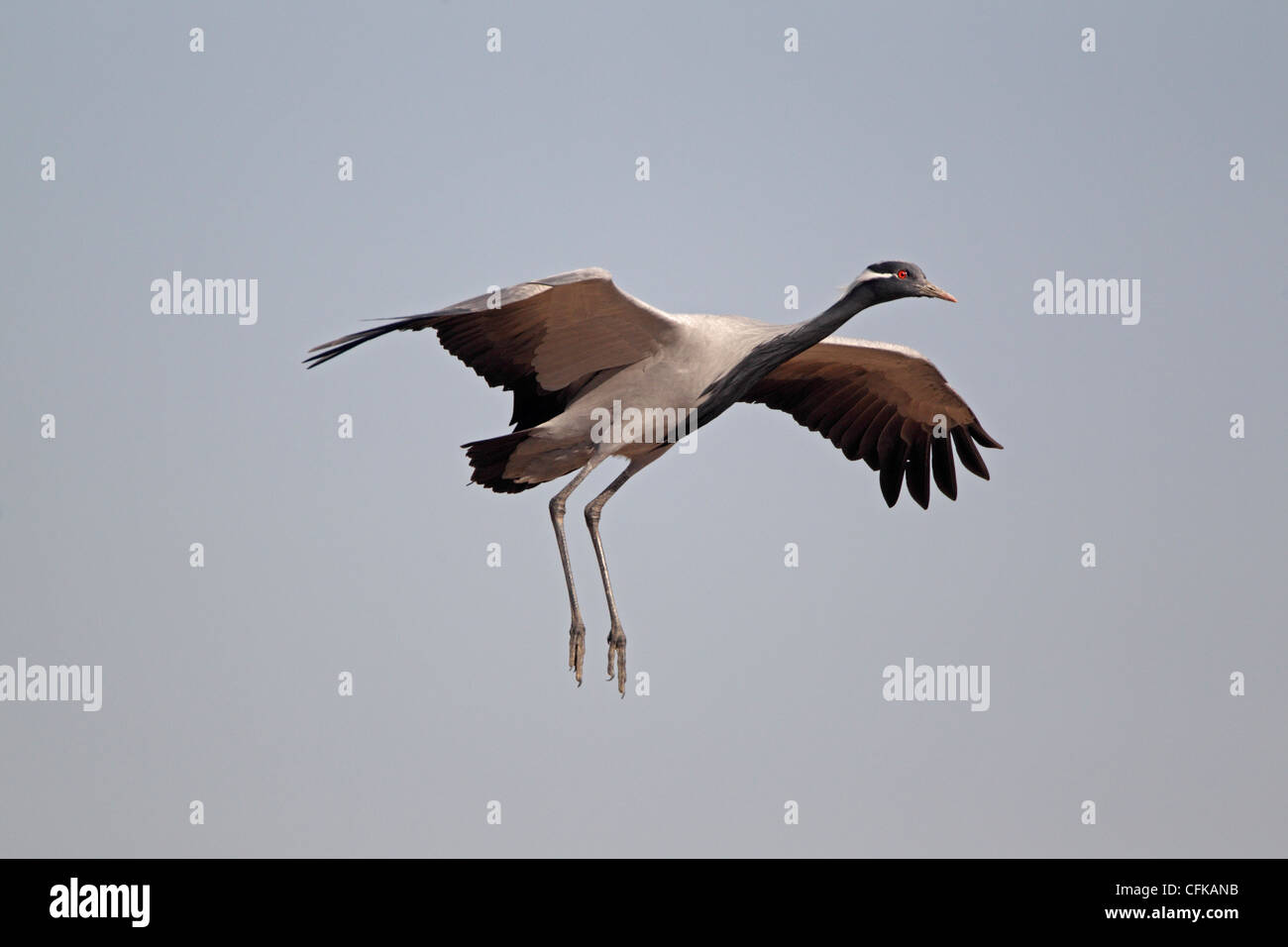 Grue Demoiselle entrée en terre Banque D'Images