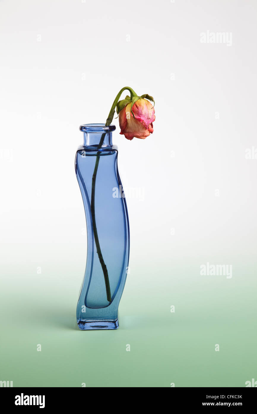 Le Flétrissement Rose rouge dans un vase de verre bleu Banque D'Images