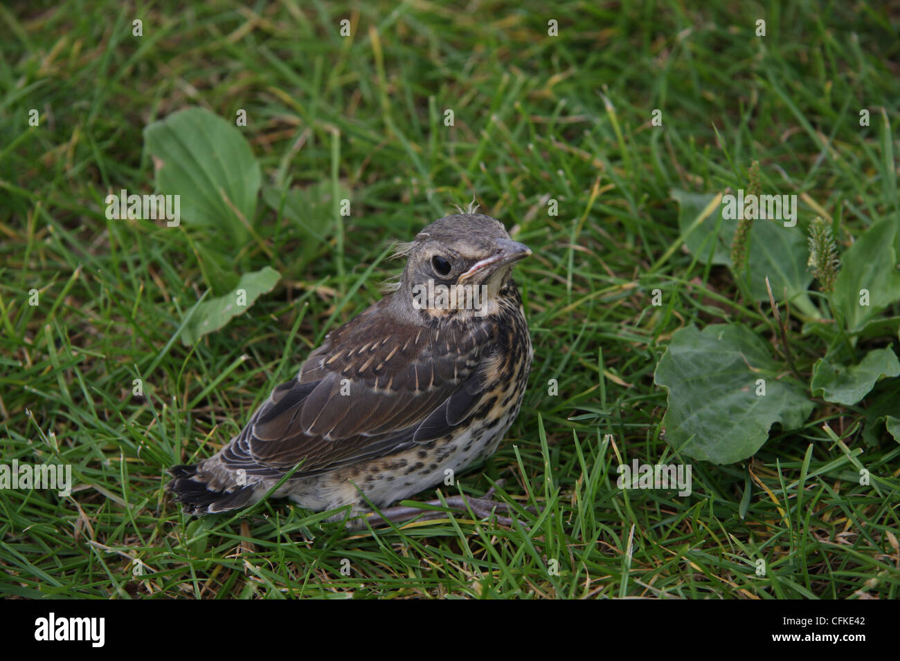 Jeune oiseau (WREN) vient de tombé de son nid à Wertheim, Allemagne Banque D'Images