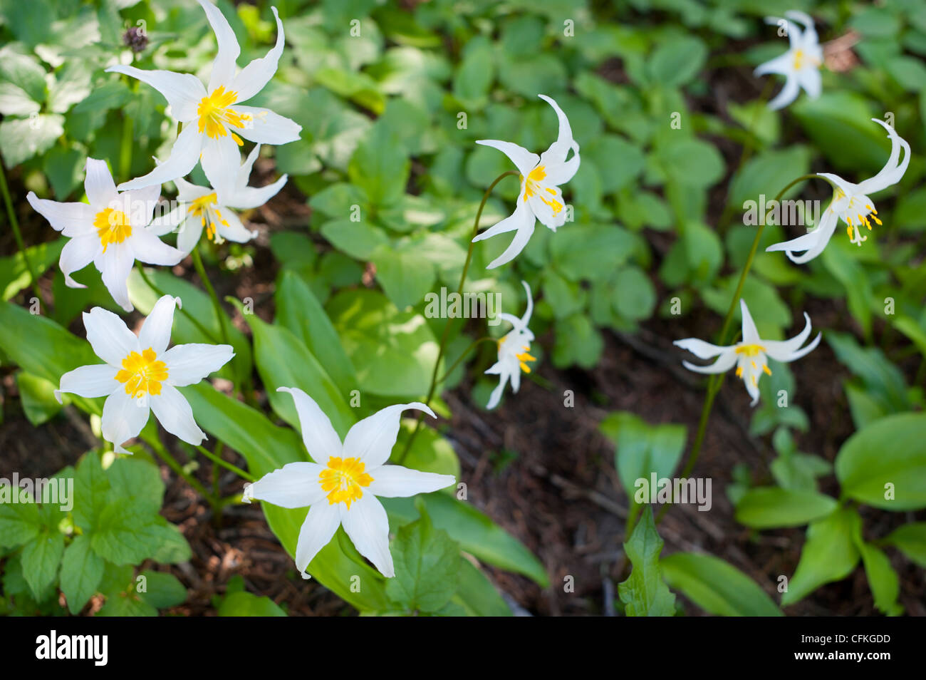 Lily Erythronium montanum (avalanches), le Mont Chauve Ridge ci-dessous Point McNeil, le Mont Hood, Oregon USA Banque D'Images