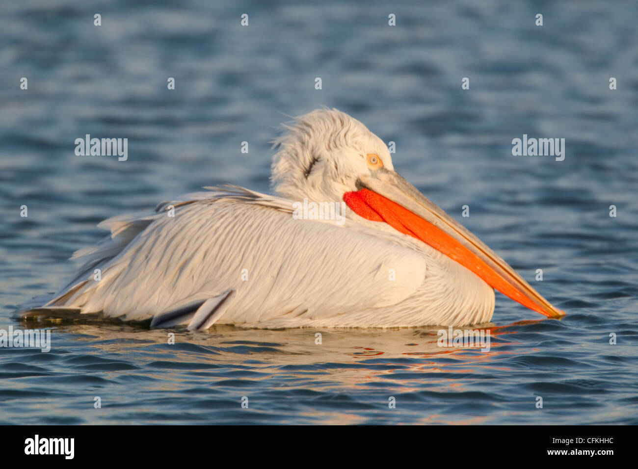 Pélican frisé Pelecanus crispus Lake Kerkini Grèce BI021447 Banque D'Images