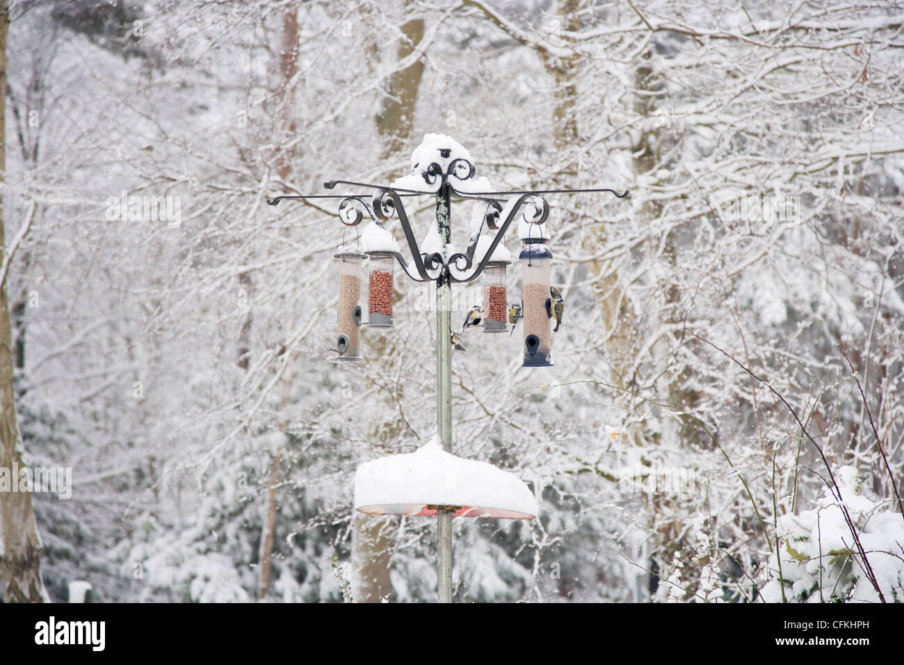 Sur le convoyeur d'oiseaux forestiers en hiver avec la neige Brentwood Essex, UK BI022003 Banque D'Images