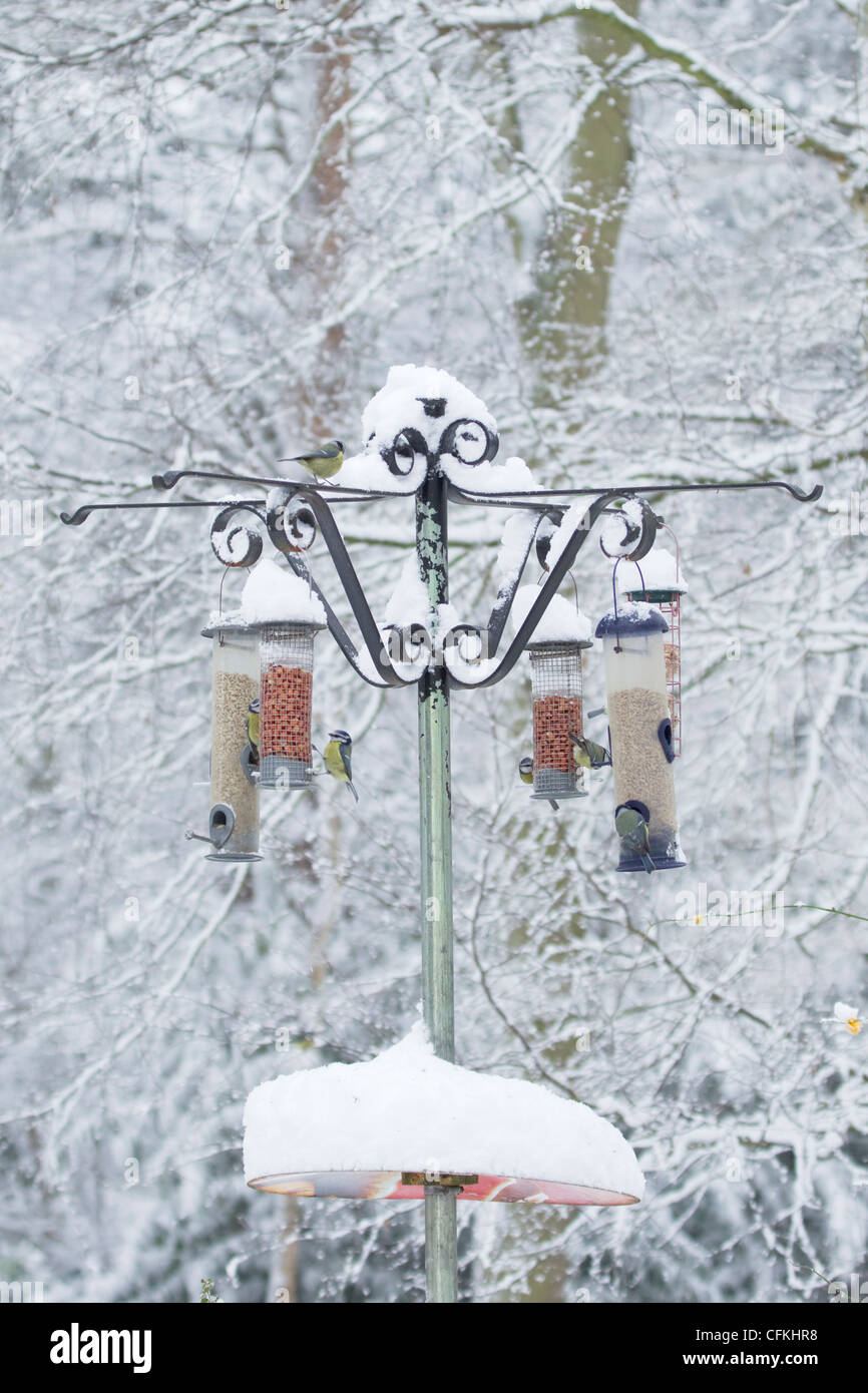 Sur le convoyeur d'oiseaux forestiers en hiver avec la neige Brentwood Essex, UK BI022005 Banque D'Images