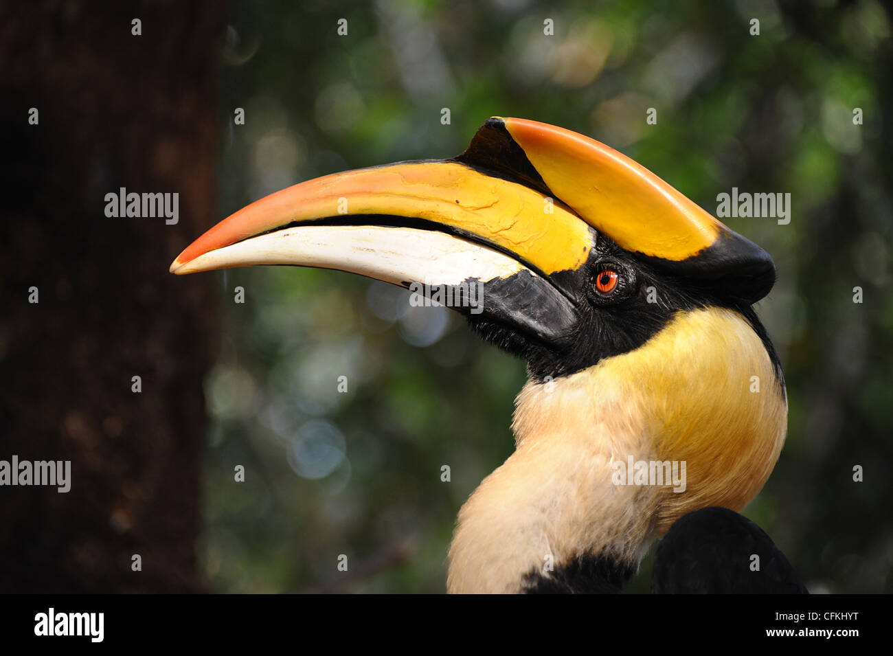 Grand Calao, un grand et bel oiseau. Banque D'Images