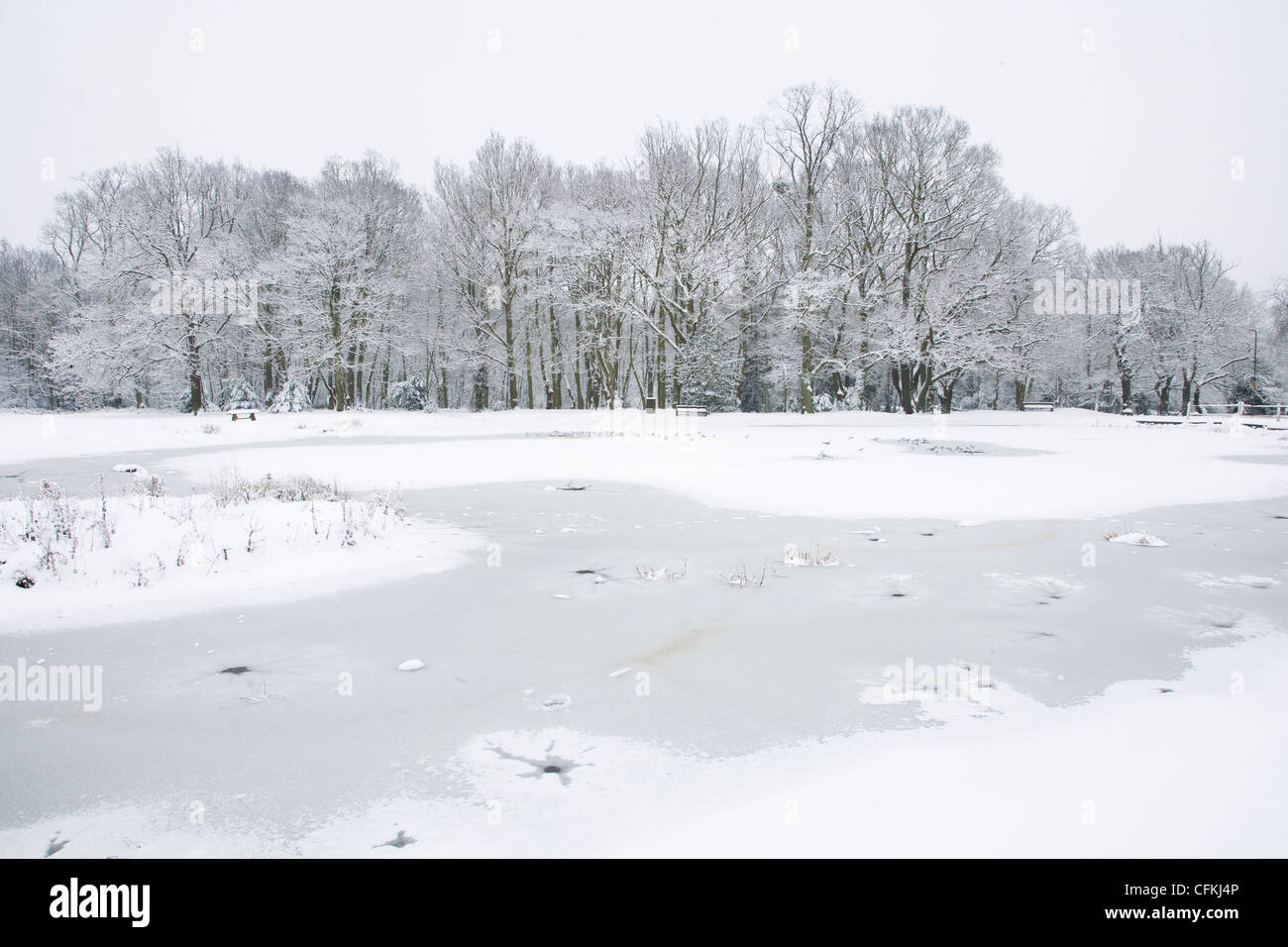 Étang gelé avec les goélands Brentwood Essex, UK LA005572 Banque D'Images
