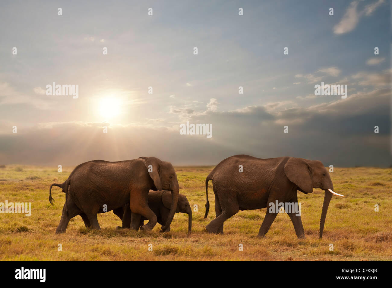 Famille d'éléphants dans le parc national Amboseli, Kenya Banque D'Images