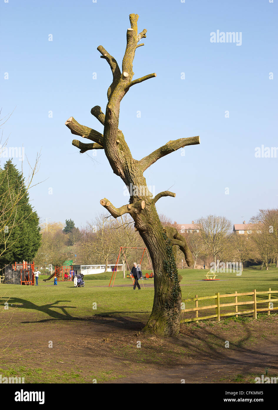Arbre élagué Lopped Chirurgie Chirurgien Willow Tree Banque D'Images