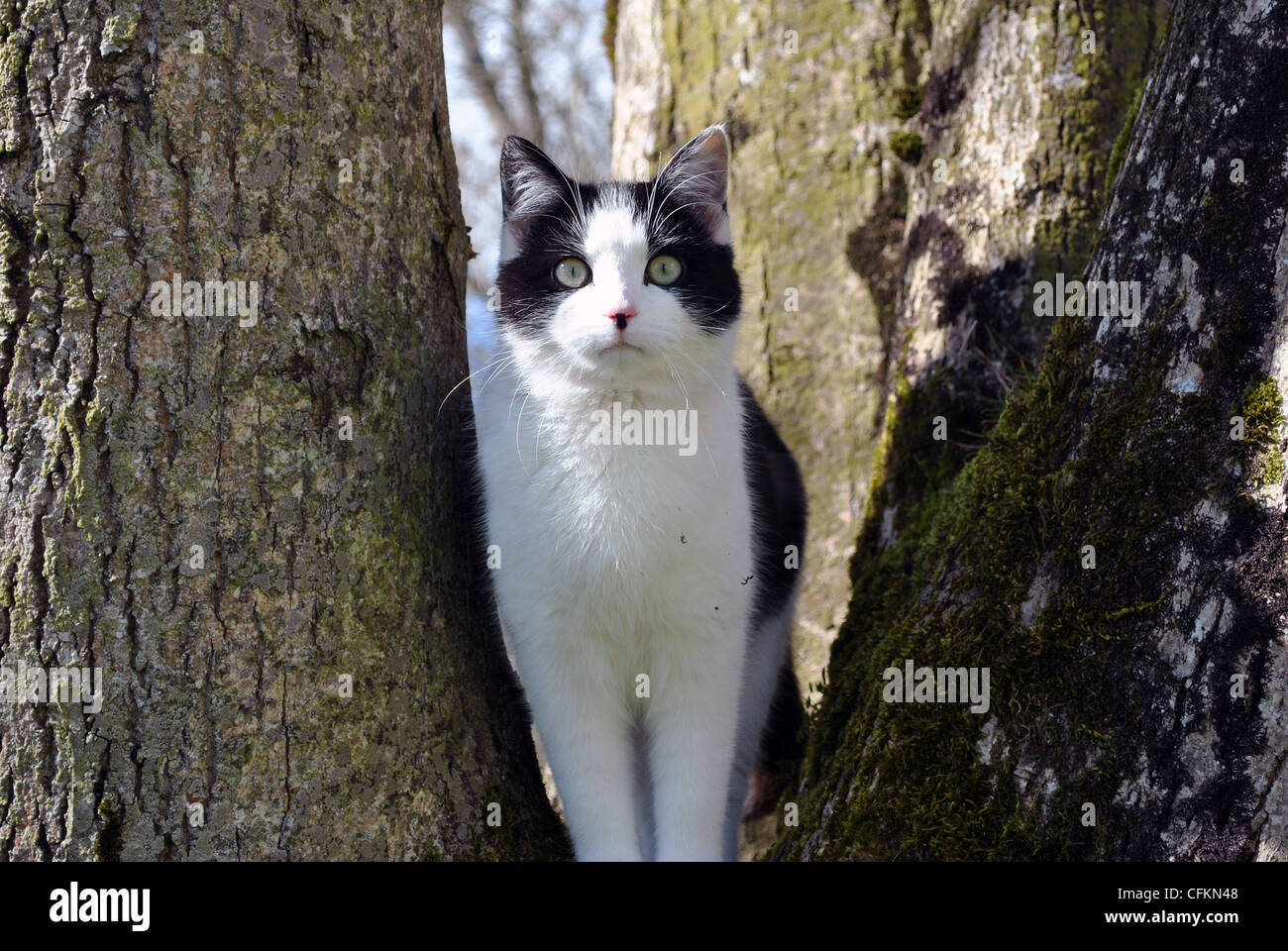 Jeune noir et blanc chaton jouant dans un arbre Banque D'Images