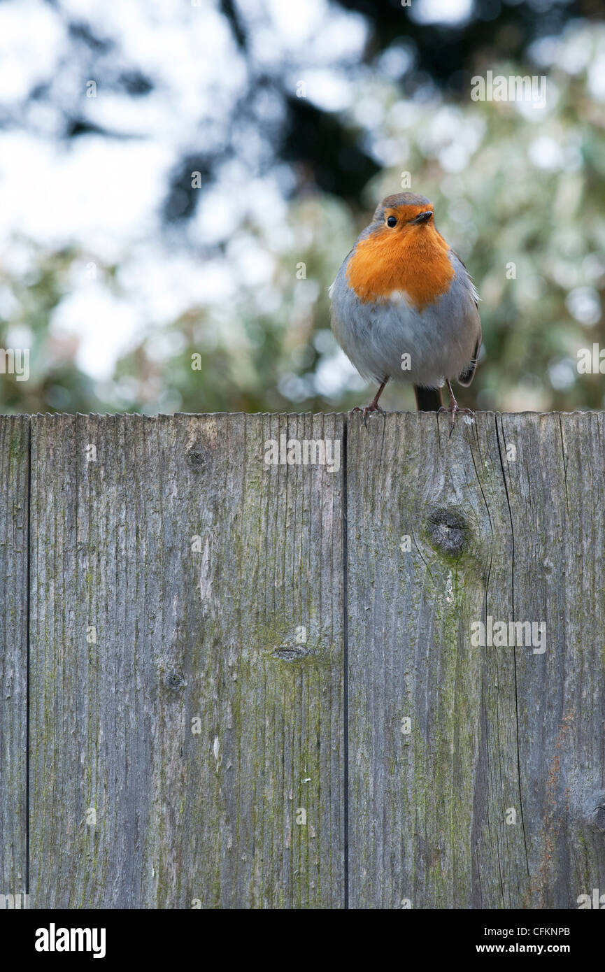 Robin sur clôture de jardin dans un jardin anglais en mars. UK Banque D'Images