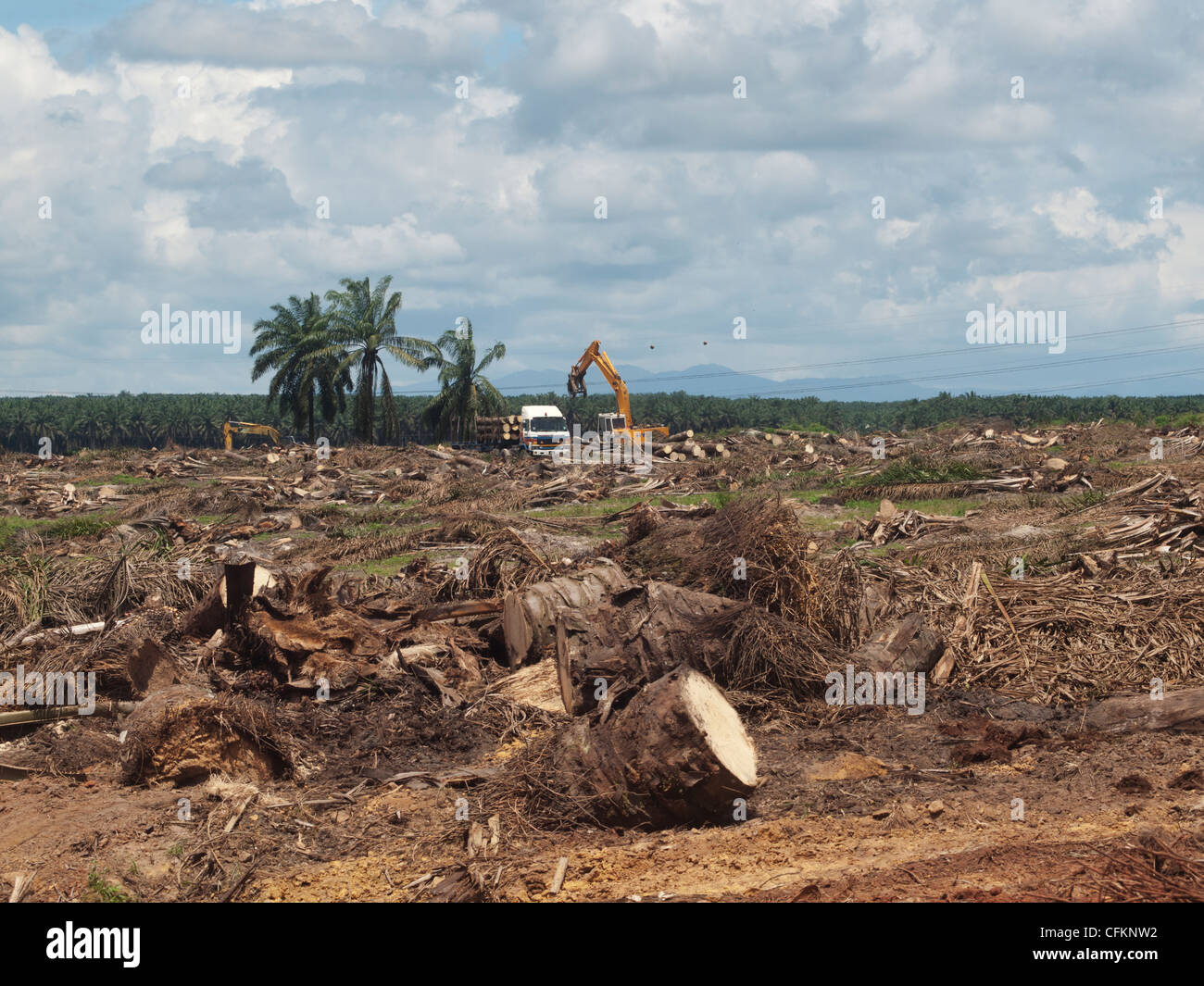 Paysage de plantations de palmier à huile Banque D'Images