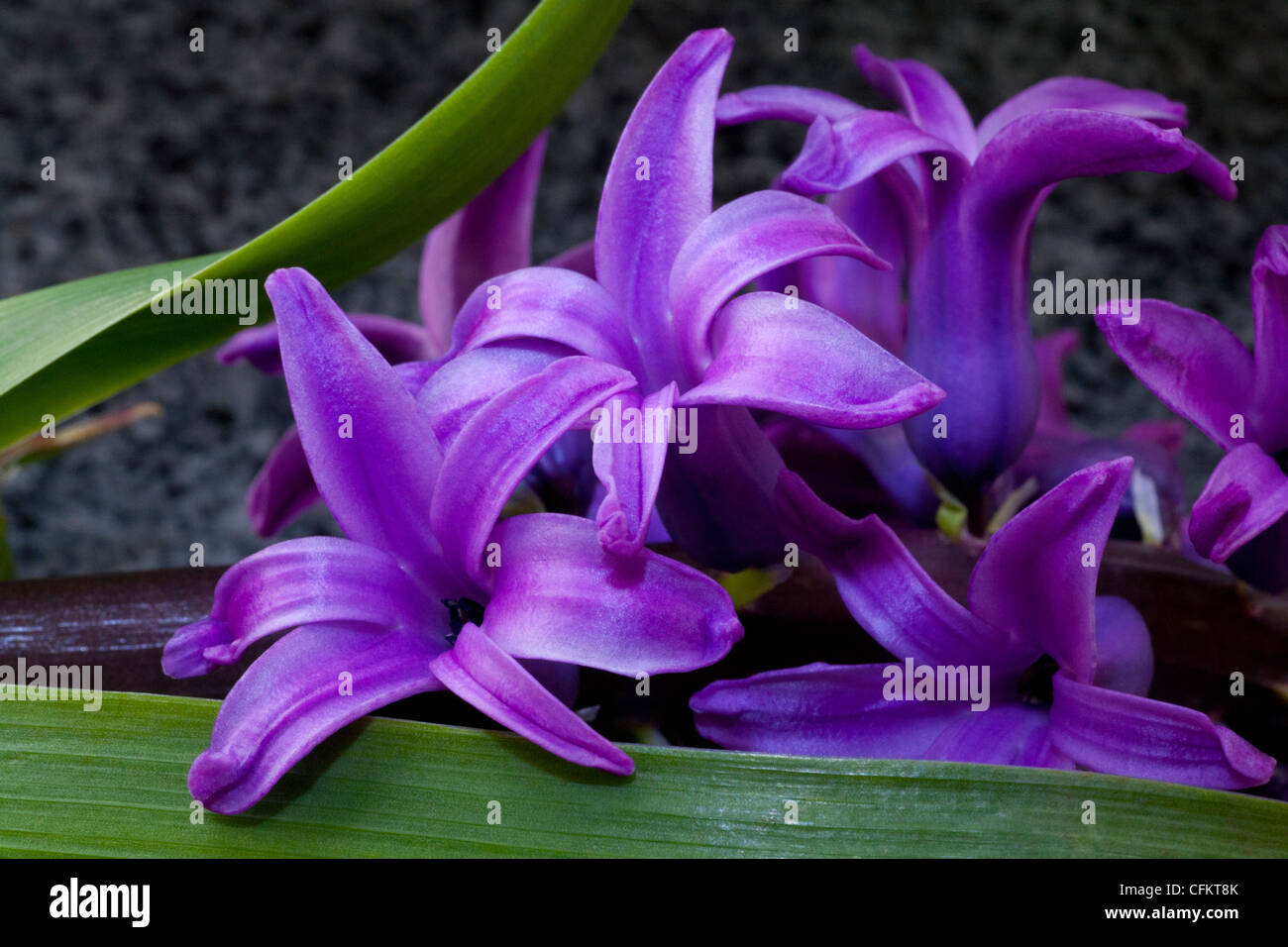 Fleur de jacinthe. Marco photographie de jacinthe pourpre inhabituelle. Nouvelles couleurs fraîches pour le printemps. Fleurs en forme de cloche ouverte comme les étoiles Banque D'Images