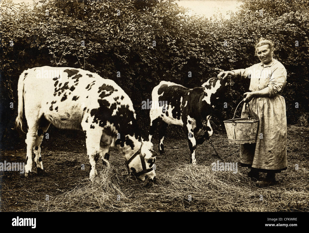 Vieille Femme paire d'alimentation des vaches Banque D'Images