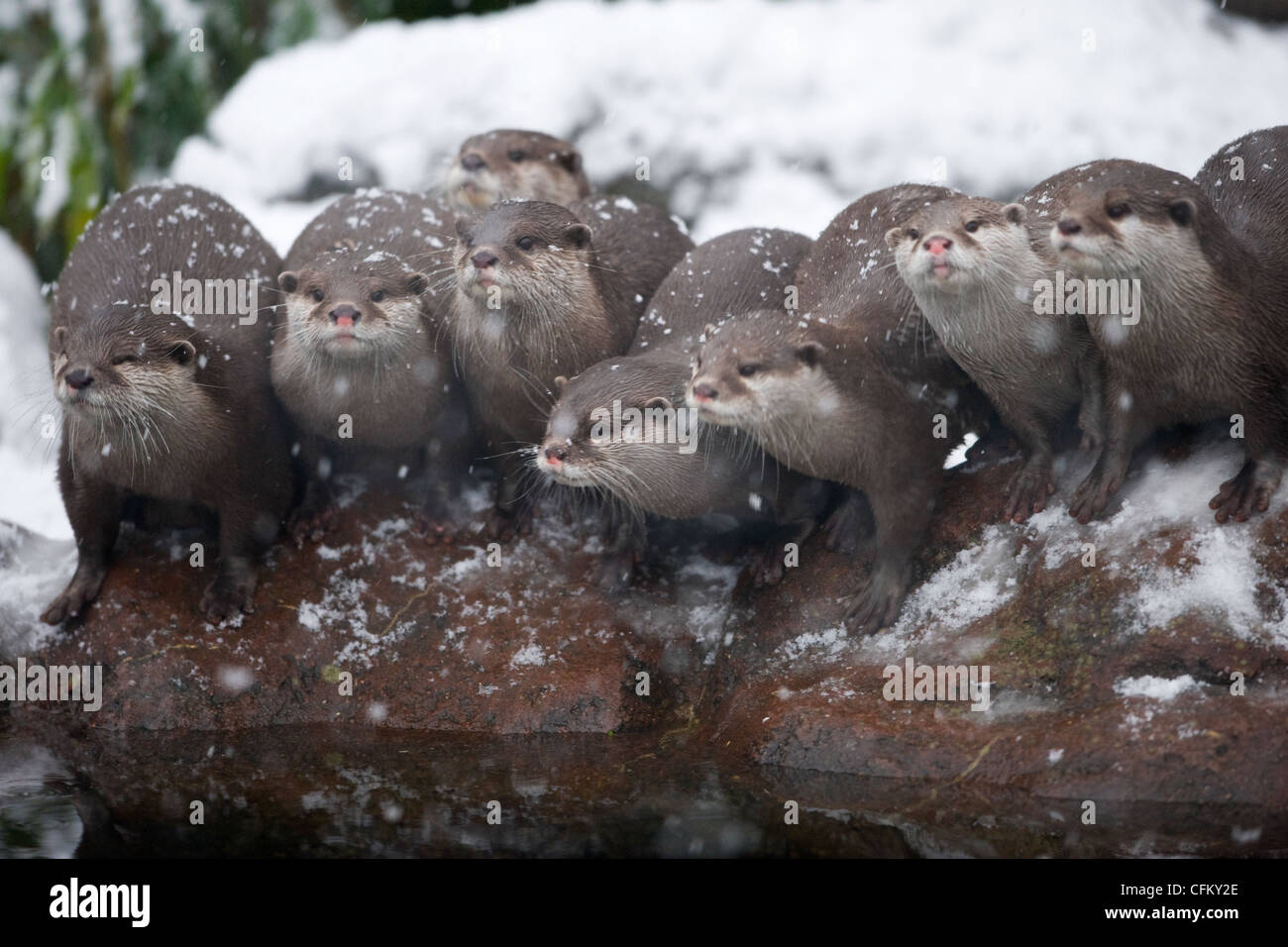 Un groupe d'Oriental Small-Clawed Otter sur un rocher dans la neige (Amblonyx cinereus) Banque D'Images