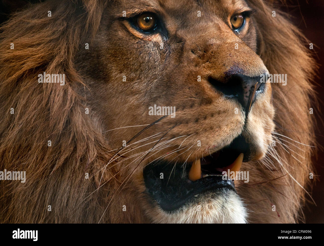 Tête de Lion mâle Banque D'Images