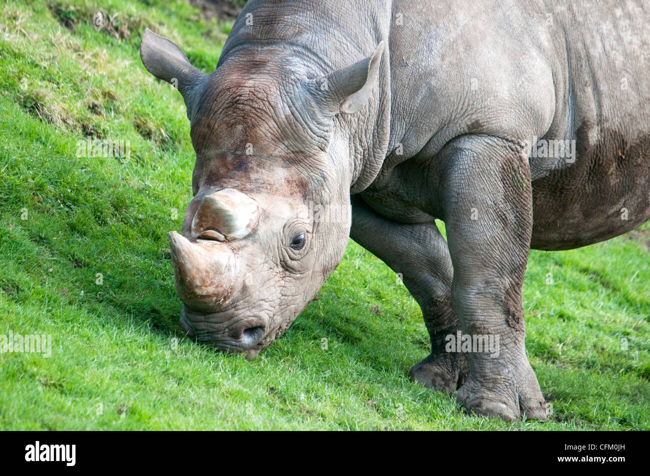 Le pâturage de rhino blanc Banque D'Images