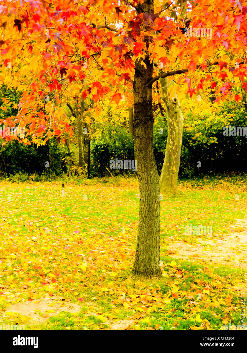 Or brillant et feuilles d'automne sous couverture d'arbres du parc Banque D'Images