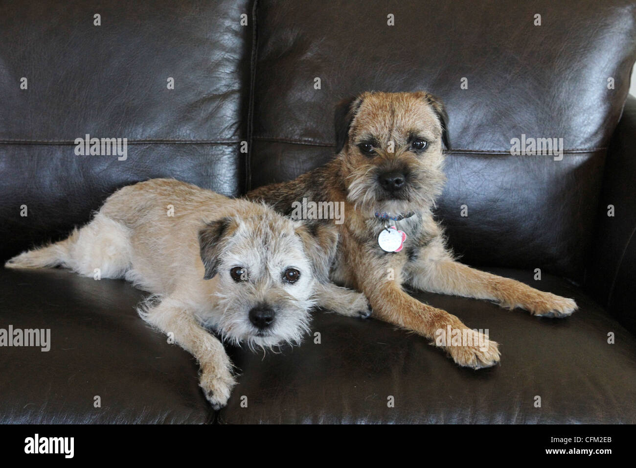 Deux chiens couchés côte à côte sur un canapé, un vieux, un jeune. Banque D'Images