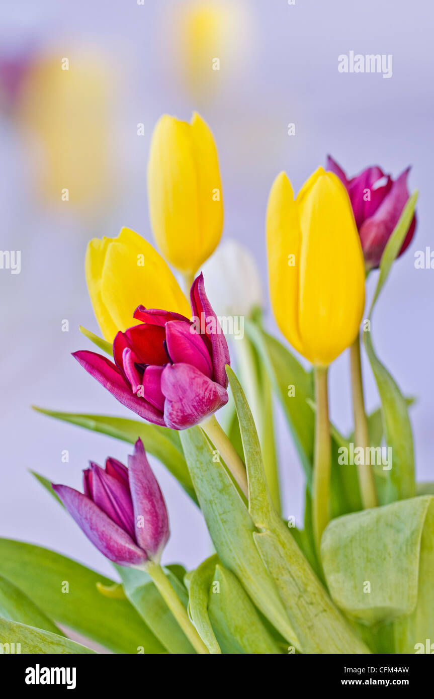 Magnifiques tulipes avec beaucoup de couleurs et de lumière Banque D'Images