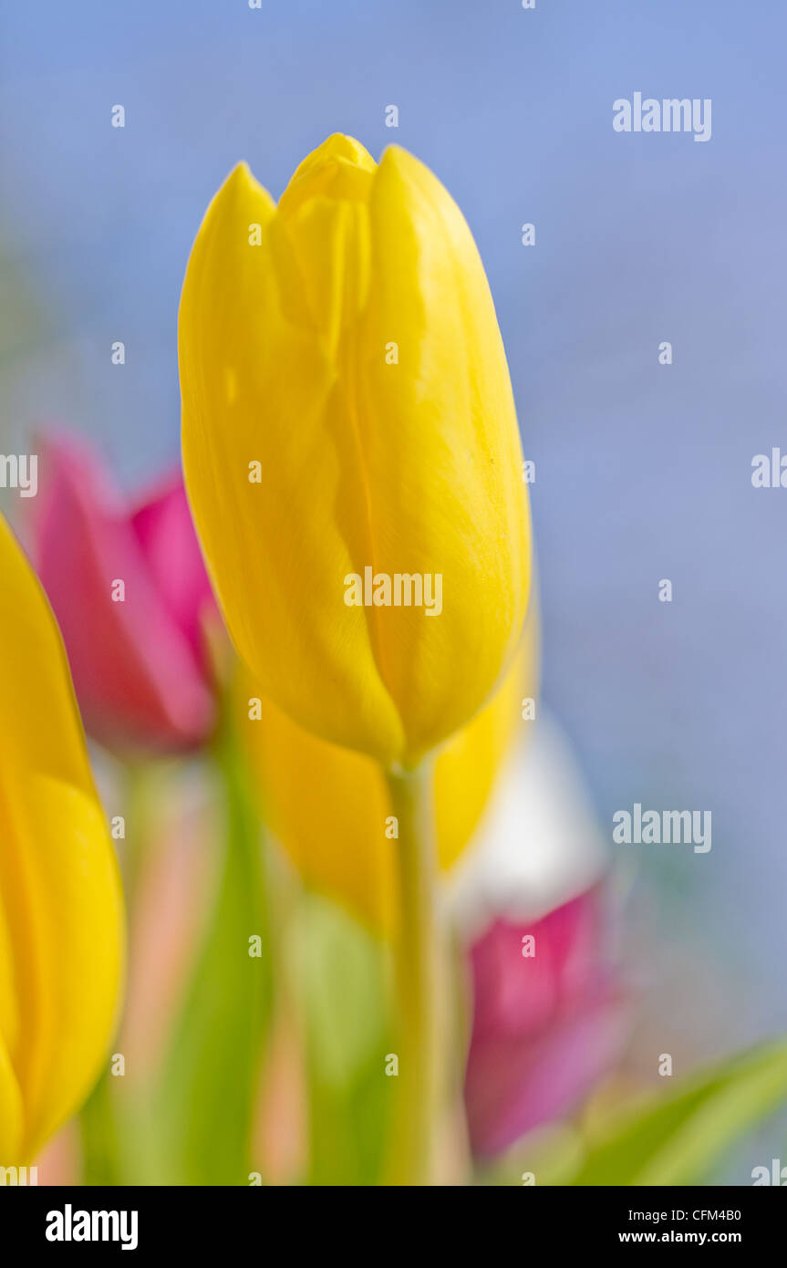 Magnifiques tulipes avec beaucoup de couleurs et de lumière Banque D'Images