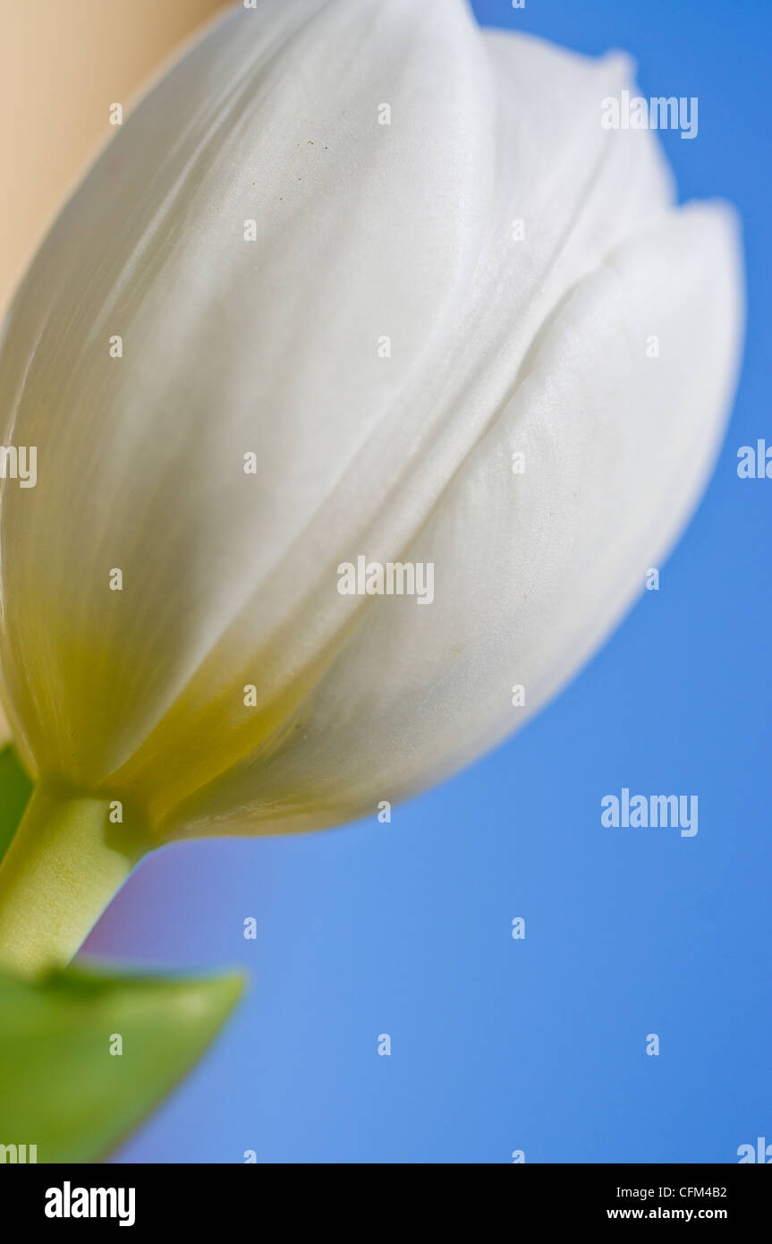 Belle tulip avec beaucoup de couleurs et de lumière Banque D'Images