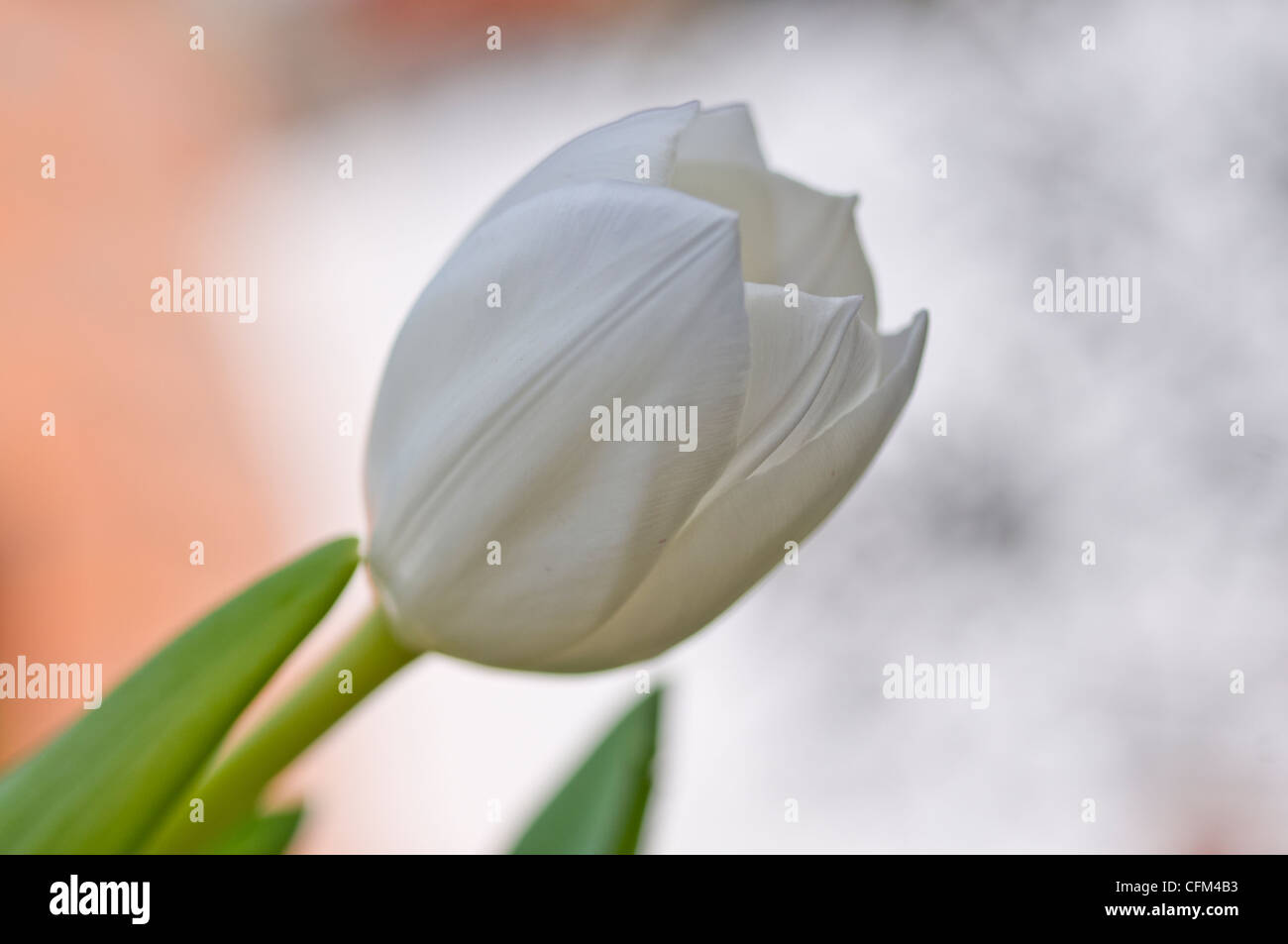 Belle tulip avec beaucoup de couleurs et de lumière Banque D'Images