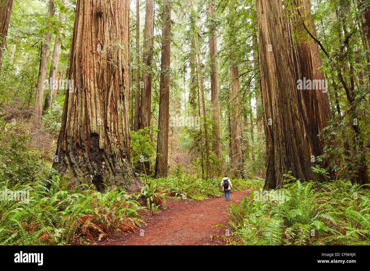 La belle et massive, séquoias géants Sequoia sempervirens situé dans le Jedediah Smith Redwoods State Park en Californie. Banque D'Images