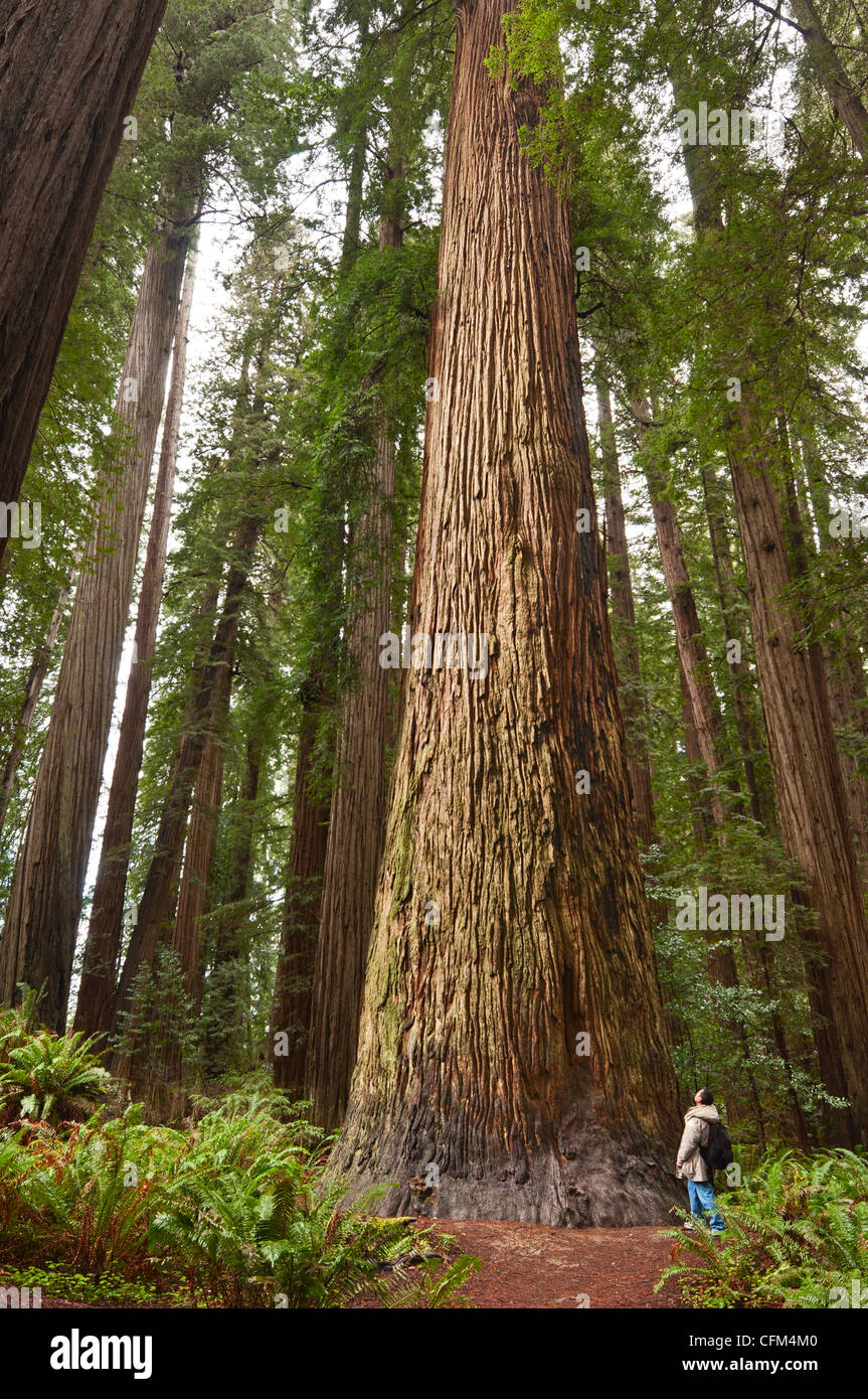 La belle et massive, séquoias géants Sequoia sempervirens situé dans le Jedediah Smith Redwoods State Park en Californie. Banque D'Images