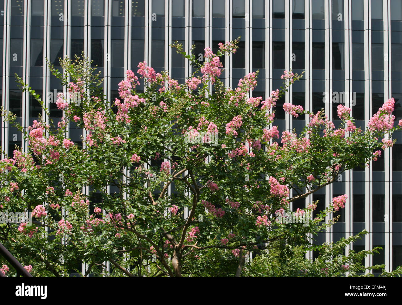 Les jardins de toit pensé pour lutter contre "l'effet d'îlot de chaleur", l'augmentation des températures due à des bâtiments de ciment. Tokyo, Japon Banque D'Images