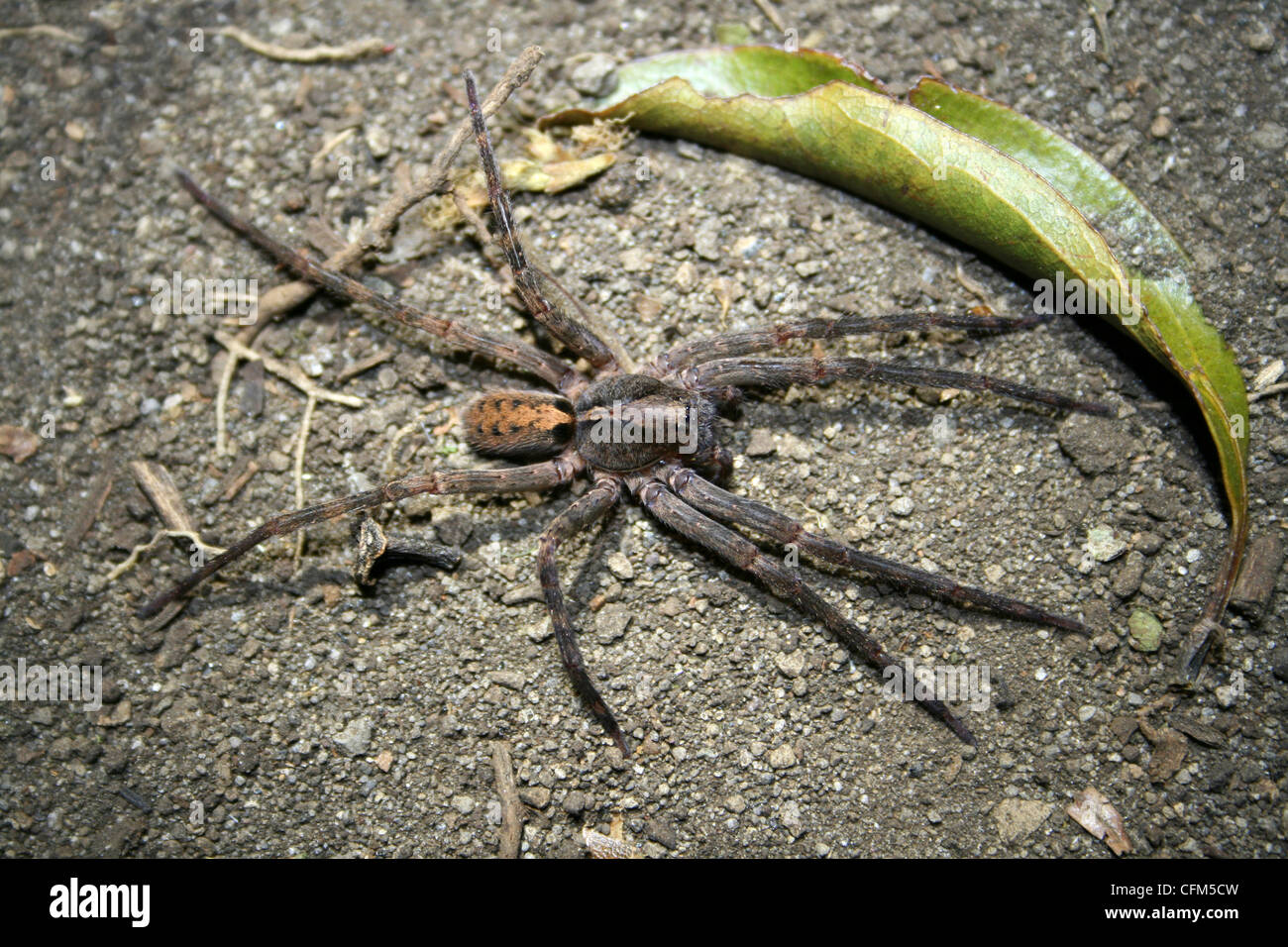 Araignées du soir, Hidden Valley, Costa Rica Banque D'Images