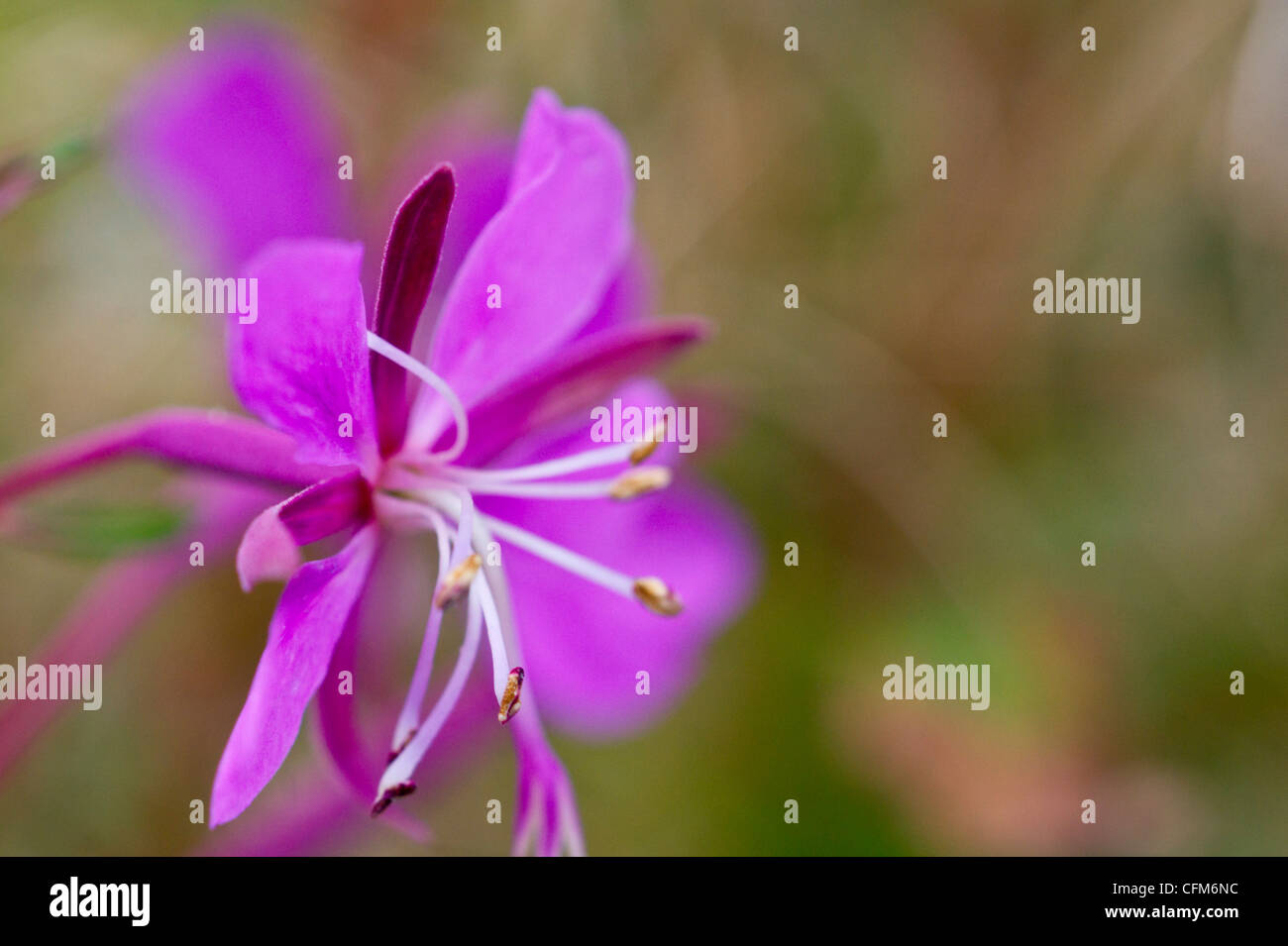 Rosebay Willowherb close up Banque D'Images