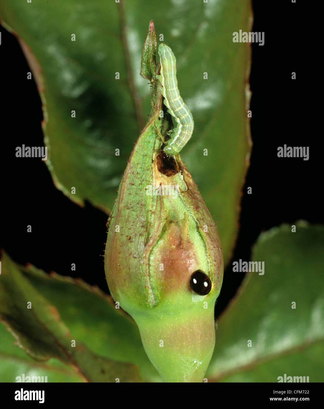 Assombri drab (Orthosia incerta) chenille endommagée sur le bouton floral rose Banque D'Images