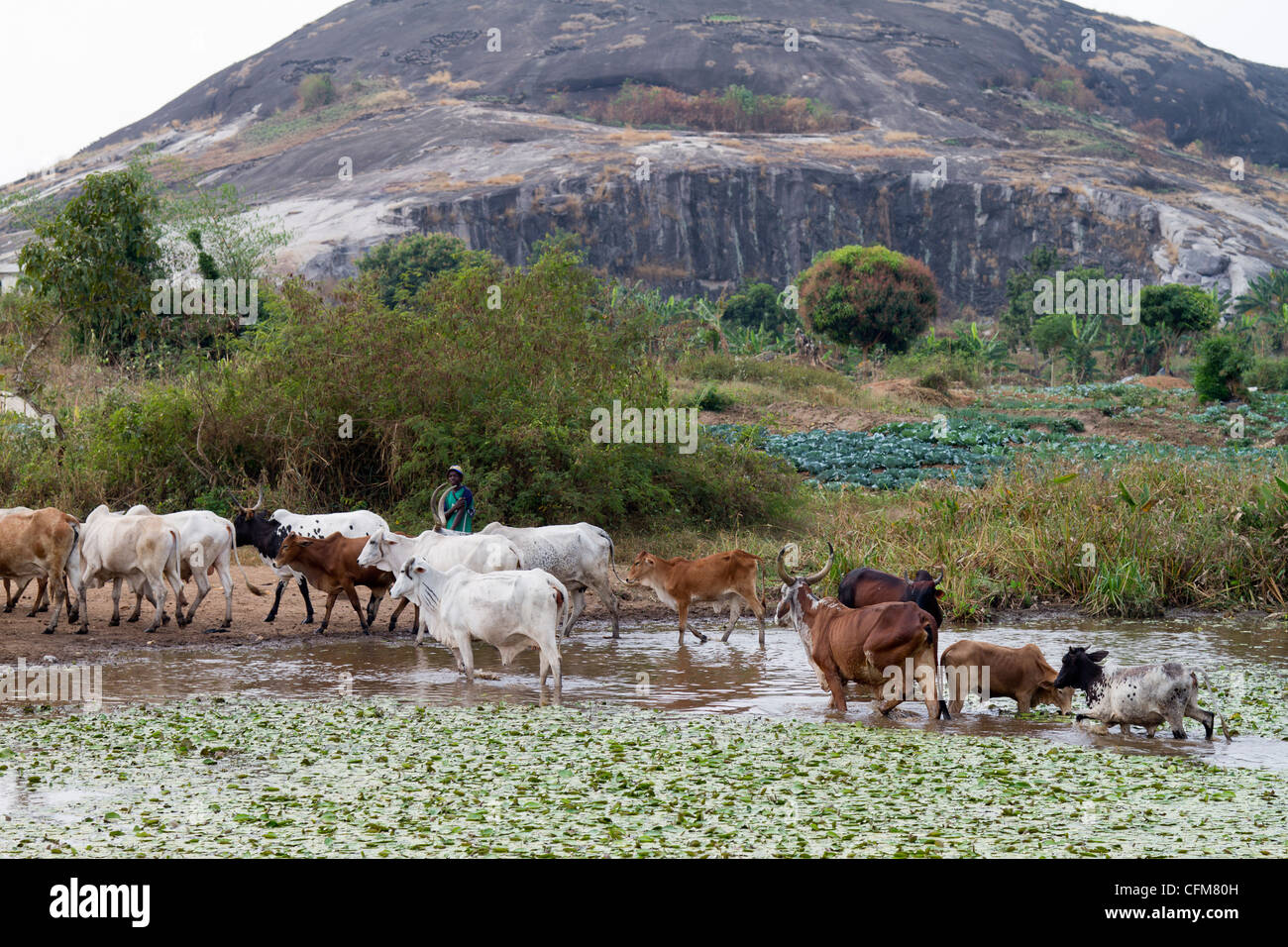 Un troupeau de vaches ,Dukoue,Côte d'Ivoire, Côte d'Ivoire, Afrique de l'Ouest Banque D'Images