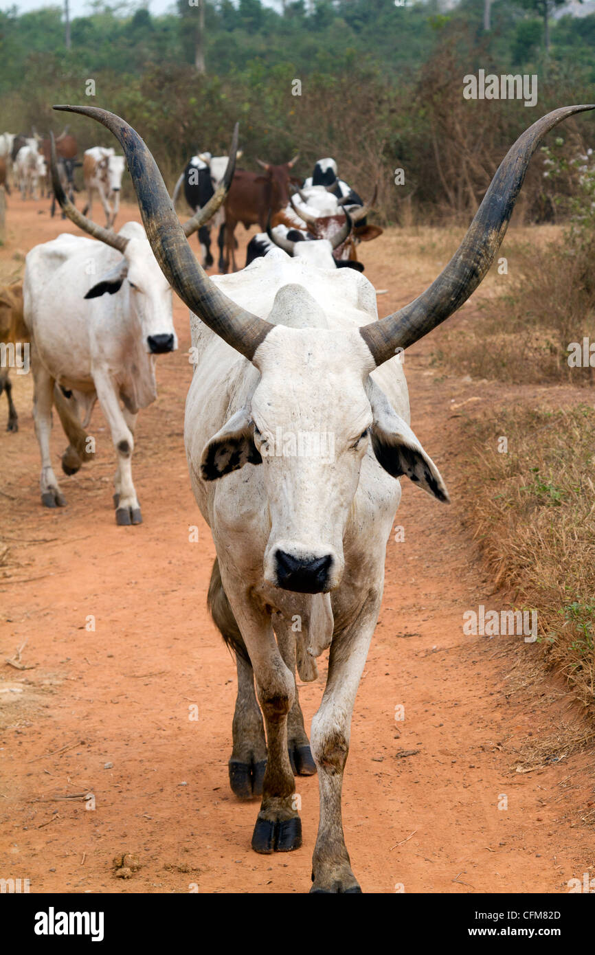 Un troupeau de vaches ,Dukoue,Côte d'Ivoire, Côte d'Ivoire, Afrique de l'Ouest Banque D'Images