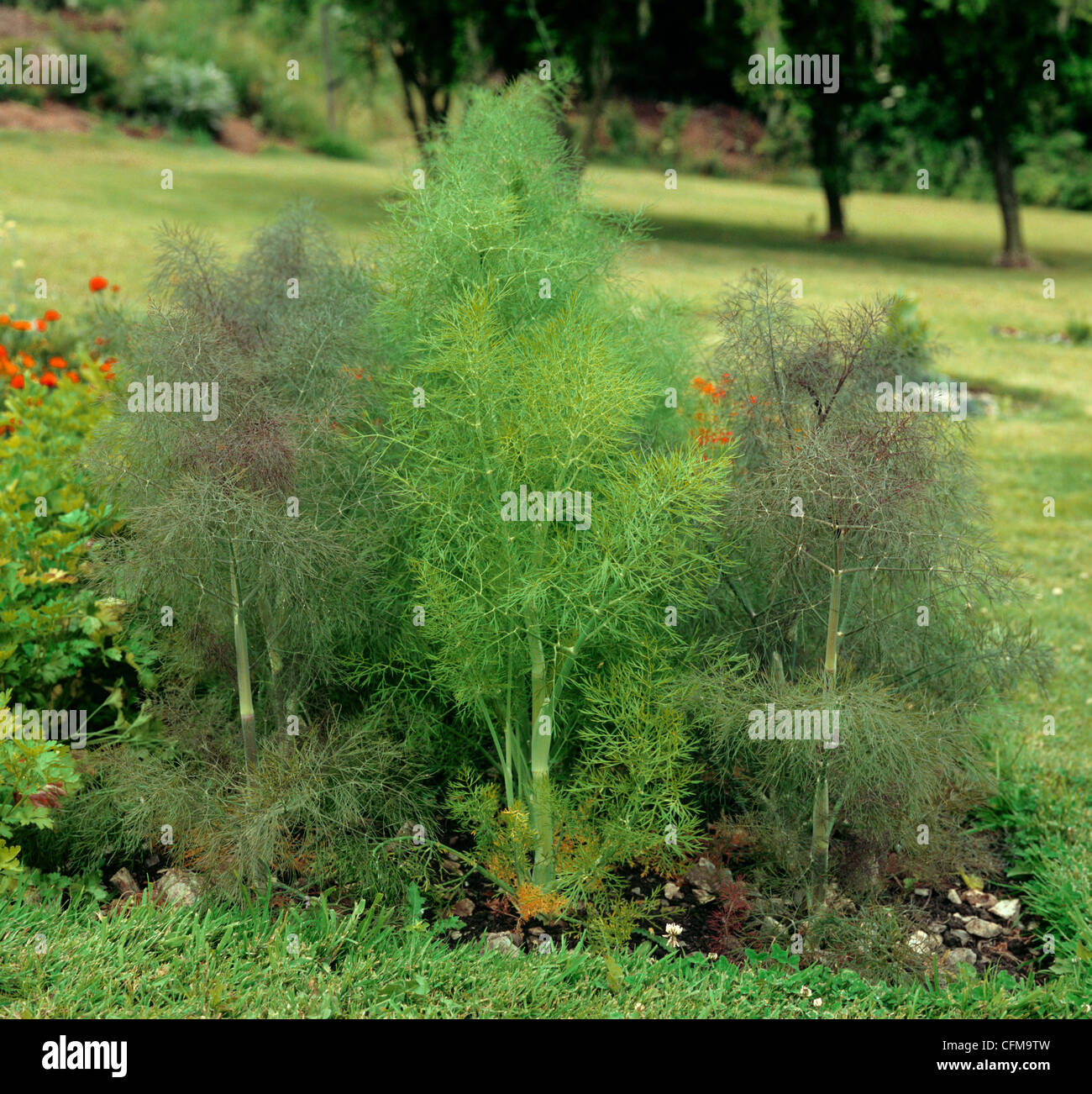Fenouil Bronze et vert des plantes dans un jardin d'herbes Banque D'Images