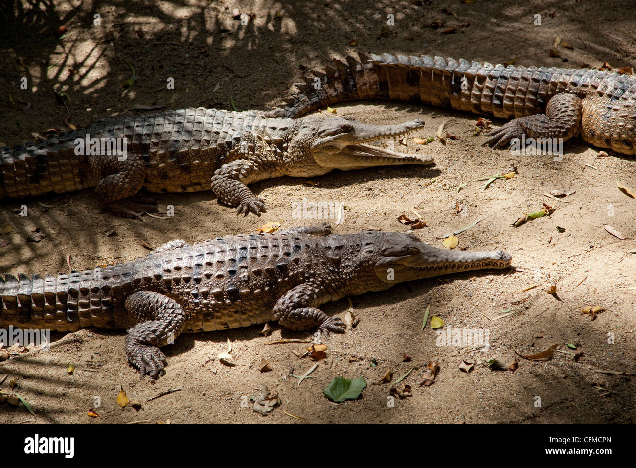 Les crocodiles d'eau douce (Crocodylus johnstoni), l'habitat faunique, Port Douglas, Queensland, Australie, Pacifique Banque D'Images
