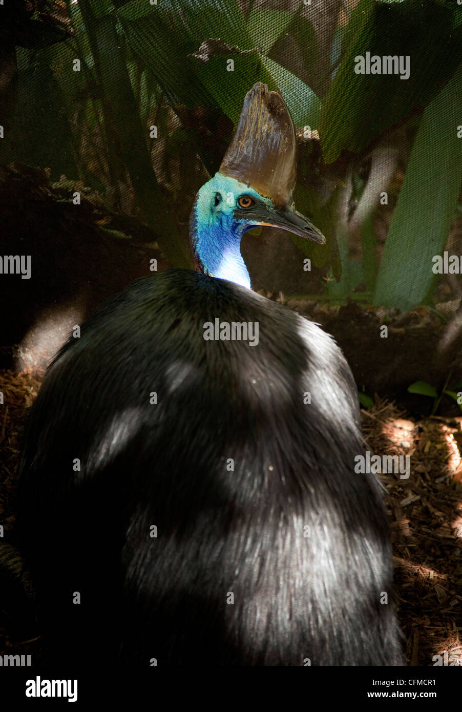 Casoar (Casuarius casuarius sud), l'habitat faunique, Port Douglas, Queensland, Australie, Pacifique Banque D'Images