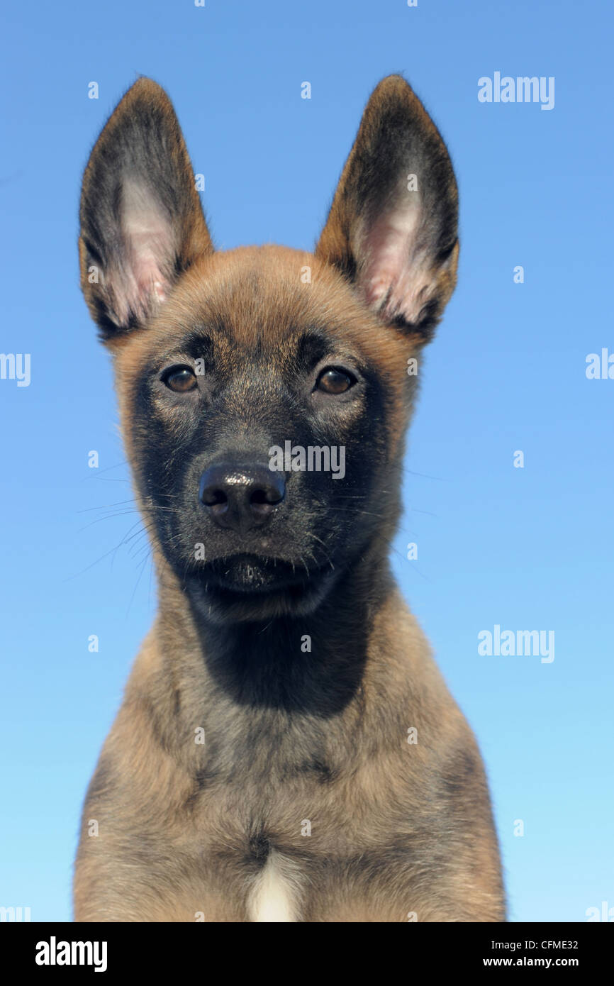 Chiot Malinois Banque D Image Et Photos Alamy