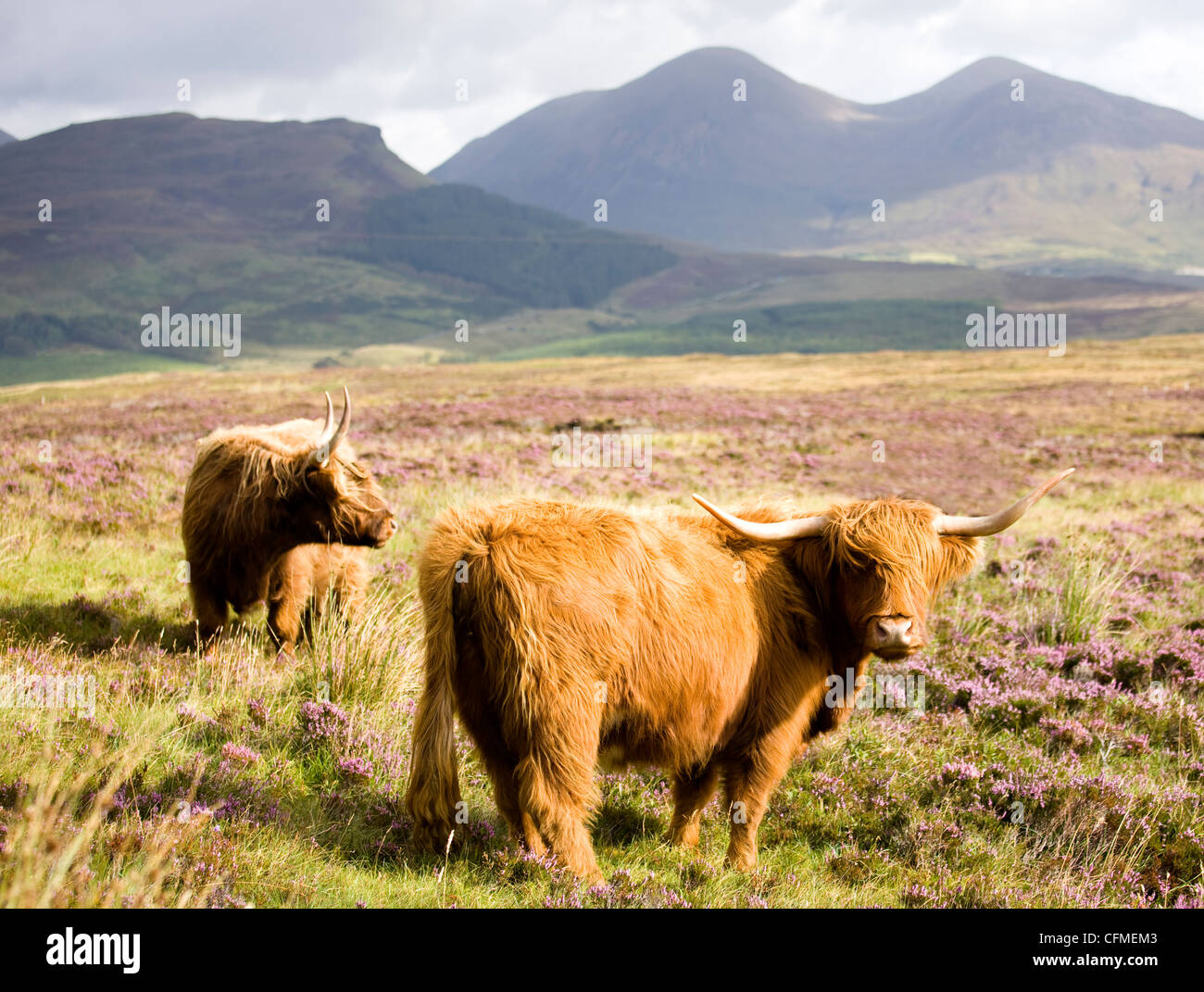 Paire de vaches Highland, Highlands, Ecosse, Royaume-Uni, Europe Banque D'Images