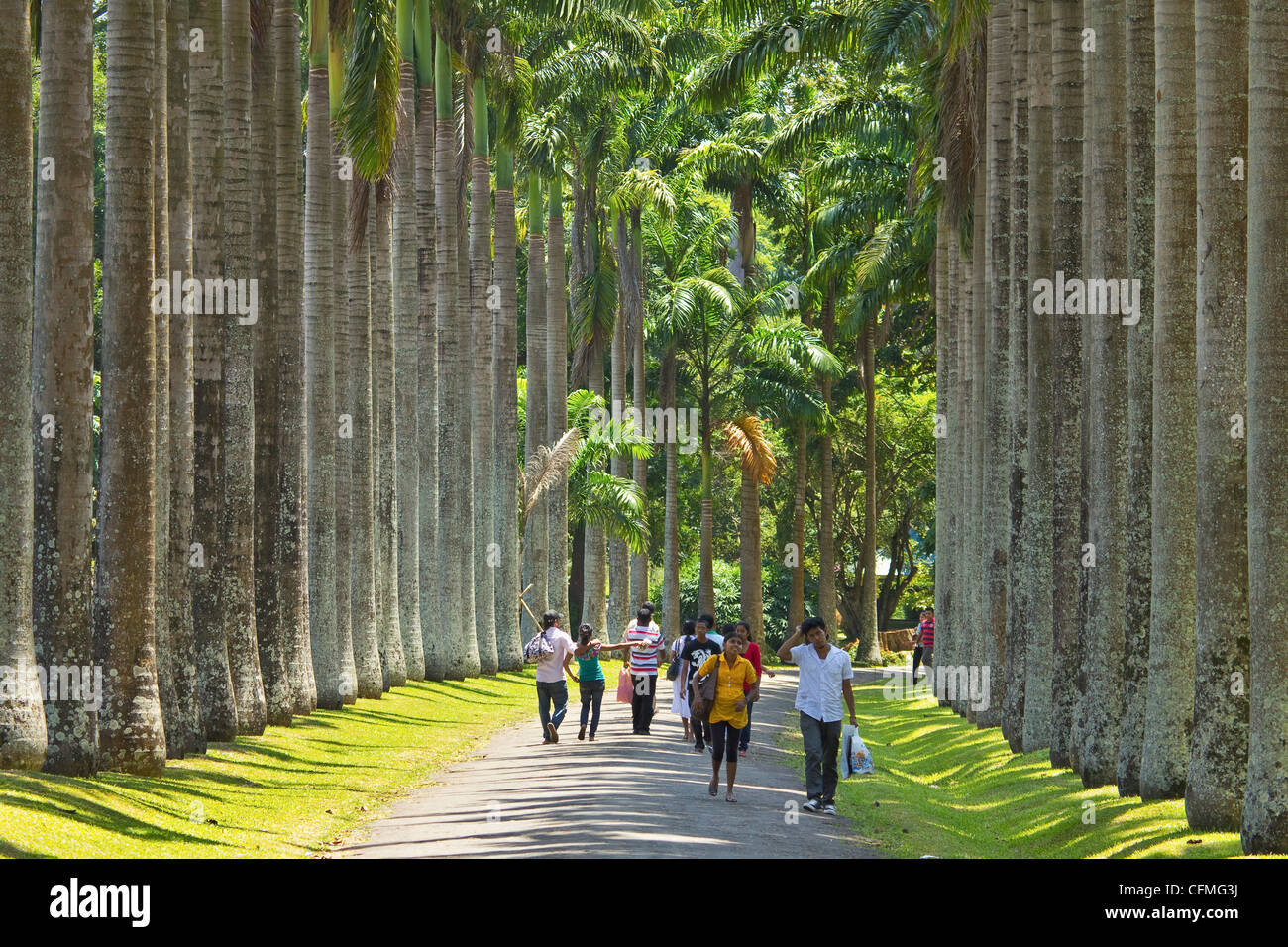 Chou palmiste Avenue, Peradeniya, près de Kandy, Sri Lanka, Asie Banque D'Images