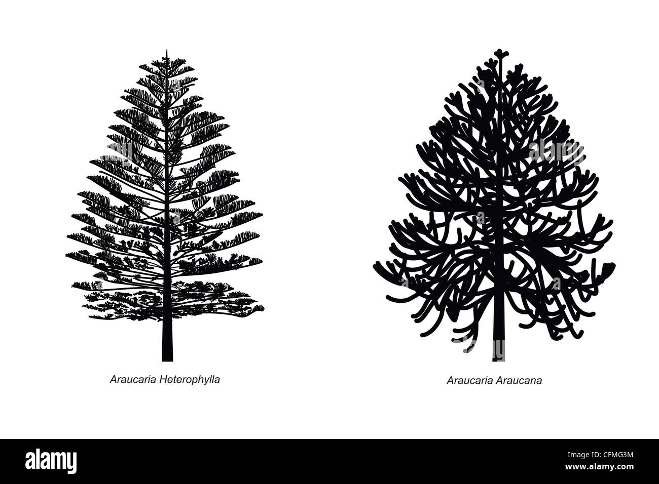 Espèces d'Araucaria Banque D'Images