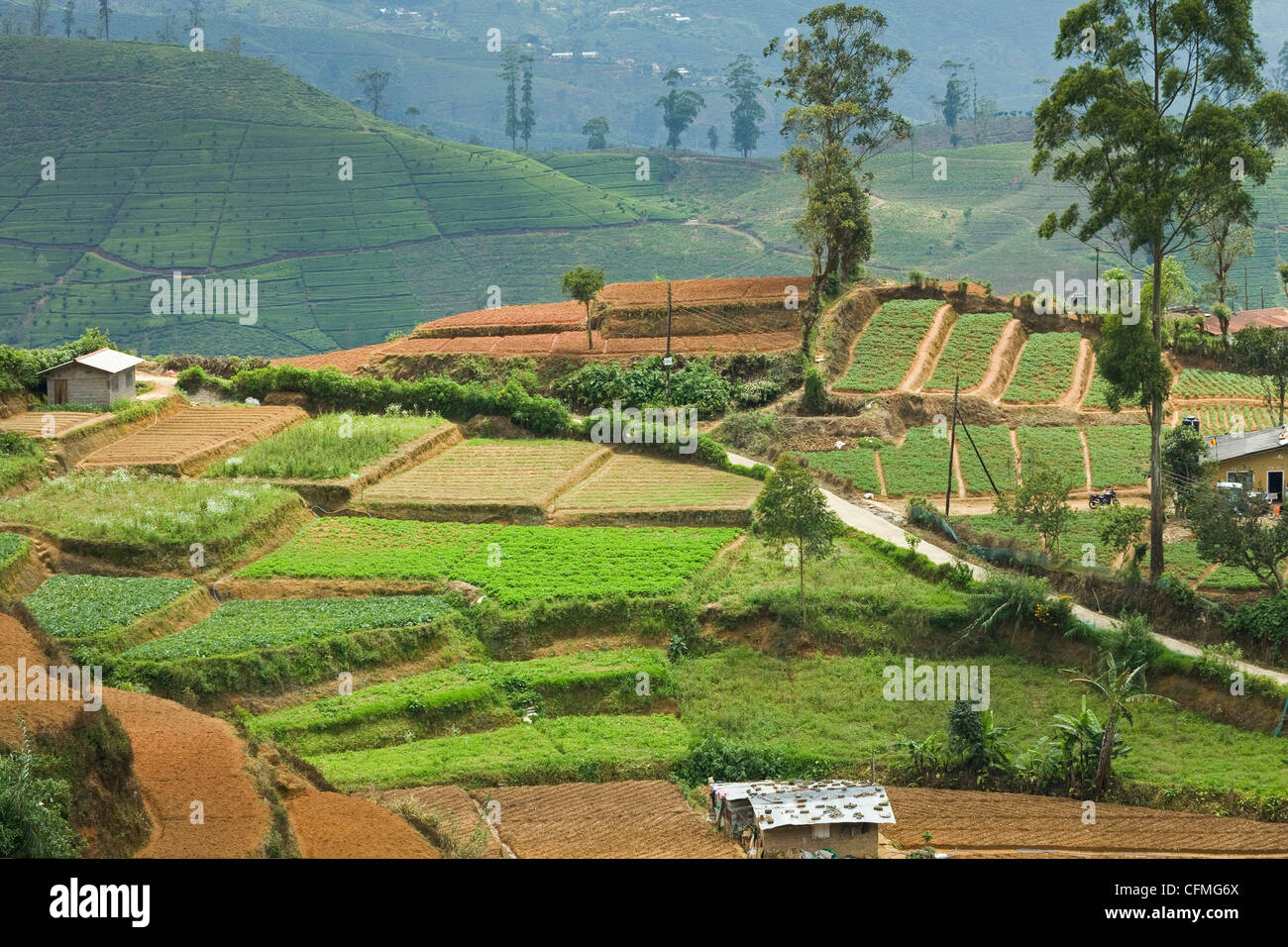 La culture de légumes, une alternative importante à la récolte de thé normal dans la montagne près de Nuwara Eliya, Sri Lanka, Asie Banque D'Images