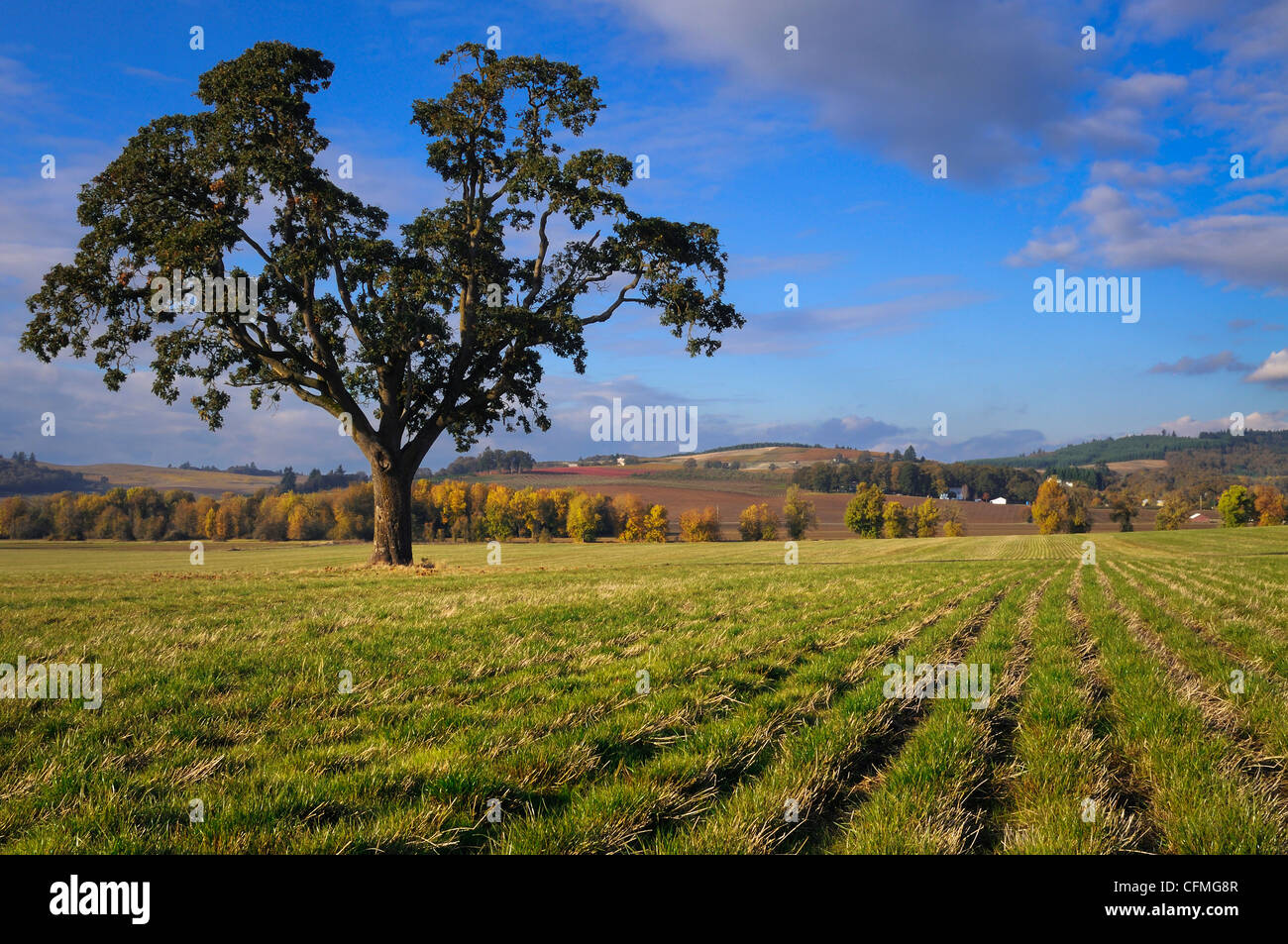 USA (Oregon), comté de Polk, Oak Tree in field Banque D'Images